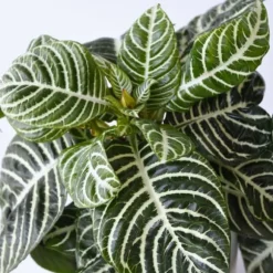 Zebraplante - Sæt 4 - Aphelandra squarrosa 'Botanica' - Højde 25-45cm - ⌀13cm