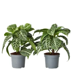 Zebraplante - Sæt 2 - Aphelandra squarrosa 'Botanica' - Højde 25-45cm - ⌀13cm