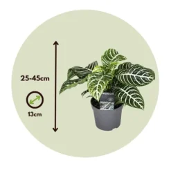 Zebraplante - Sæt 2 - Aphelandra squarrosa 'Botanica' - Højde 25-45cm - ⌀13cm