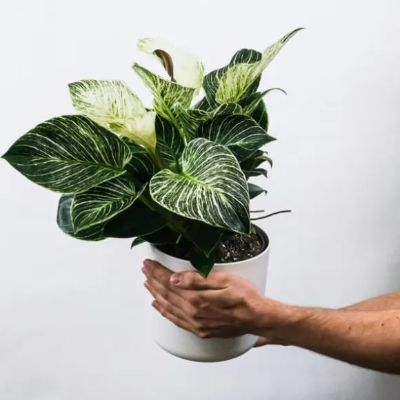 Zebraplante - Sæt 2 - Aphelandra squarrosa 'Botanica' - Højde 25-45cm - ⌀13cm