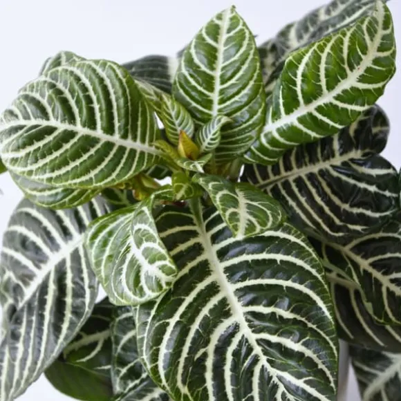 Zebraplante - Sæt 2 - Aphelandra squarrosa 'Botanica' - Højde 25-45cm - ⌀13cm